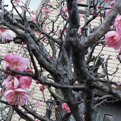 梅の花でしょうか？/ご近所に/咲いています おはようございます☀️🙋‍♀️
3月3日…(1枚目)