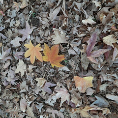 「公園の紅葉と落ち葉

昨日の買い物の帰り…」(3枚目)