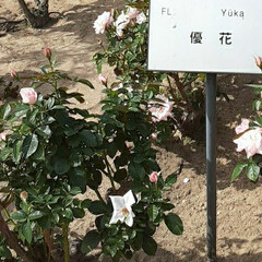 「薔薇公園で👀📷✨した『優花』🎵

日本の…」(3枚目)