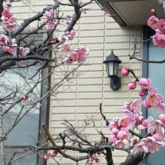 梅の花でしょうか？/ご近所に/咲いています おはようございます☀️🙋‍♀️
3月3日…(2枚目)