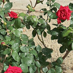 「先日、薔薇公園で👀📷✨した

赤い薔薇で…」(1枚目)