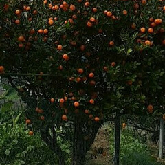 先日/👀📷✨ 近所のみかんと、

畑の黄色い柑橘系の果…(2枚目)