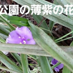 先日/買い物の帰り/👀📷✨ おはようございます☺

5月20日(木)…(3枚目)