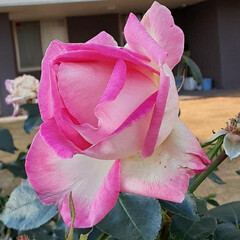 ピンクの薔薇が咲いていました/買い物に行く途中に ⛄🎄✨おはようございます❗
12月5日(…(1枚目)