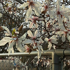 お天気の良かった/昨日/買い物前に/👀📷✨ 薄いピンクなので
桜かと思って近づいたら…(1枚目)