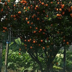 先日/👀📷✨ 近所のみかんと、

畑の黄色い柑橘系の果…(1枚目)