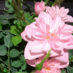 先日/買い物に行ったスーパーで/桜っぽいピンクのミニ薔薇/ミニ薔薇 おはようございます☀️🙋‍♀️
3月27…(3枚目)