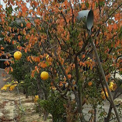 先日/👀📷✨ 近所のみかんと、

畑の黄色い柑橘系の果…(5枚目)