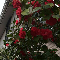 先日/近所で/👀📷✨ おはようございます☺

3月11日(木)…(1枚目)