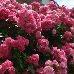 昨日/買い物帰り/👀📷✨ 家の周りに濃いピンクのミニ薔薇が

溢れ…(3枚目)