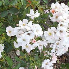 まだ、バラの花が咲いていました/昨日の帰り道 おはようございます☀️🙋‍♀️
6月29…(2枚目)
