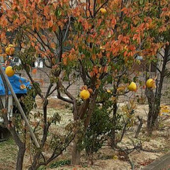 先日/👀📷✨ 近所のみかんと、

畑の黄色い柑橘系の果…(4枚目)
