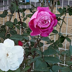 休日/薔薇が咲いてました/買い物帰り/介護施設 おはようございます☀️🙋‍♀️
11月2…(5枚目)