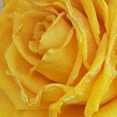 近所で/👀📷✨ 綺麗な黄色の、大輪の薔薇ですが、

残念…(1枚目)
