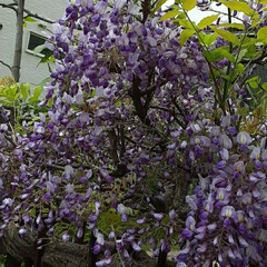 昨日/買い物帰り/👀📷✨ 紫の綺麗な花を見つけました💜

藤の花の…(3枚目)