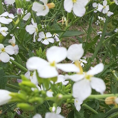 昨日/👀📷️✨ 　出勤途中、ご近所の白い菜の花❗

調べ…(1枚目)