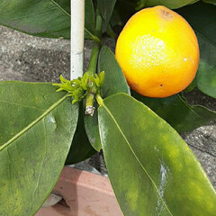 先日/買い物に行く途中/👀📷✨ 今から成る柑橘類は、

はっさくか、夏み…(1枚目)