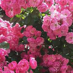 昨日/買い物帰り/👀📷✨ 家の周りに濃いピンクのミニ薔薇が

溢れ…(2枚目)
