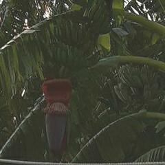 👀📷✨/バナナ栽培のお話/地植え/ビニールハウス/芦田川河川敷/バナナ栽培 pi-🌴🍨ちゃん🎵おはよう❗
国産🍌の…
