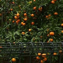 先日/👀📷✨ 近所のみかんと、

畑の黄色い柑橘系の果…(3枚目)