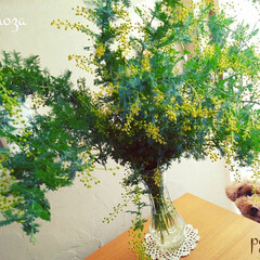 トイプードル/ミモザ 🔸ミモザ🌿

お花屋さんでミモザを購入✨…(1枚目)