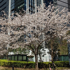 サントリー リキュール ジャポネ 22度 500ml(リキュール)を使ったクチコミ「桜

#DIY #桜 #ゴジラ」(3枚目)