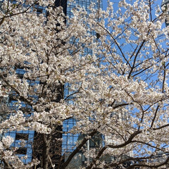 サントリー リキュール ジャポネ 22度 500ml(リキュール)を使ったクチコミ「桜

#DIY #桜 #ゴジラ」(2枚目)