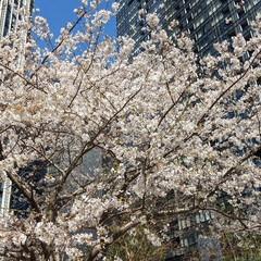 サントリー リキュール ジャポネ 22度 500ml(リキュール)を使ったクチコミ「桜

#DIY #桜 #ゴジラ」(1枚目)