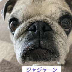 パグさん/動物病院 足が痒くてガリガリかいてたら血が出ちゃっ…
