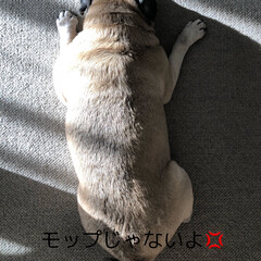 パグさん まろんさんでーす！(2枚目)
