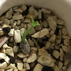 観葉植物 昨日芽が出て、小さな二葉🌱
相変わらず何…(1枚目)