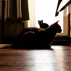 ショートヘアソマリルディ/ショートヘアソマリ/猫 今日は朝は異常に暑く、
朝は暑くて窓開け…(2枚目)