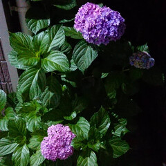 玄関/夜の紫陽花/花のある暮らし/花のある生活/花/暮らし 先ほど帰宅した時に撮った玄関横のアジサイ…(1枚目)