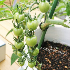 ナチュラルガーデン/ガーデニング初心者/ガーデニング/トマトの苗/植物のある生活/トマト 庭で育ててるトマトがだんだん大きくなって…(1枚目)