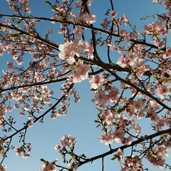 ピンク 公園にいったら桜が咲いていました。今年は…(1枚目)