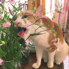 花/猫のいる暮らし/グリーンのある生活/グリーンのある暮らし/フラワー/グリーン/... ガウッ‼️
花をかじる猫🐈🌼(1枚目)