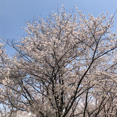 「大泉緑地公園*↟⍋↟ ↟⍋↟*
桜とても…」(2枚目)