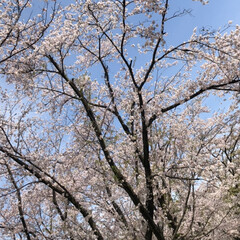 「大泉緑地公園*↟⍋↟ ↟⍋↟*
桜とても…」(5枚目)