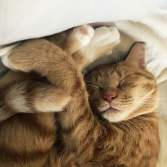 猫との暮らし Good morning!😊☁️☀️
(1枚目)