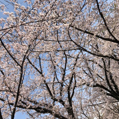 「大泉緑地公園*↟⍋↟ ↟⍋↟*
桜とても…」(4枚目)