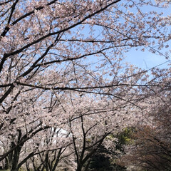 「大泉緑地公園*↟⍋↟ ↟⍋↟*
桜とても…」(3枚目)