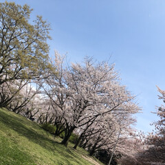「大泉緑地公園*↟⍋↟ ↟⍋↟*
桜とても…」(1枚目)