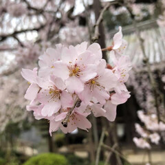 「初投稿
しだれ桜綺麗に咲いてました
(✿…」(1枚目)