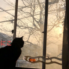 朝ご飯/猫飼いのしあわせ/癒し/黒猫/にこ/くろ/... おはようございます☀
朝焼けの綺麗な朝で…(1枚目)