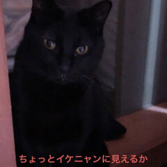 黒猫/にこ 我が家の可愛い男の子にこ😼
よく遊びよく…(5枚目)