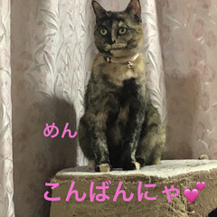 にこ/くろ/黒猫/めん/猫/癒し/... 今日も一日お疲れ様です。めんが今日はご挨…