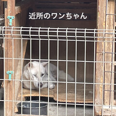 「うちの猫さまたち今日も元気😺😸😼
家で育…」(4枚目)