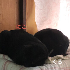 朝ご飯/黒猫/くろ/にこ/めん/猫/... おはようございます。
朝、寝坊して猫様プ…(4枚目)