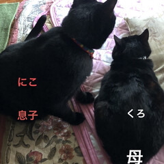 黒猫/くろ/にこ/猫/めん 今朝の我が家。
天気が良くなり☀️猫たち…(7枚目)