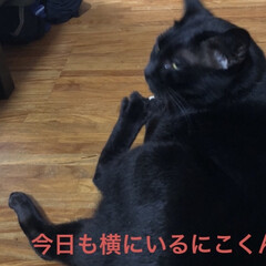 にこ/黒猫/モーニングセット/おうちごはん/猫 おはようございます😊
今日は曇り空かな？…(2枚目)
